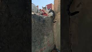Daily routine cute cat #shortvideo 😀