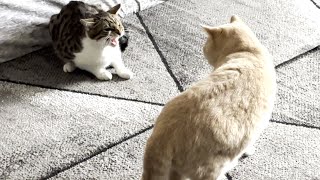 New Kitten Hisses At Cat by Tom & Mimi 1,864 views 2 months ago 21 seconds