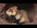 Dossier - Le grand hamster d'Alsace