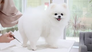 [First collaboration] What is this strongest cute Pomeranian? ? ?