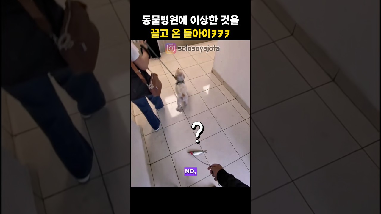 돌아이가 동물병원에 오면 생기는 일