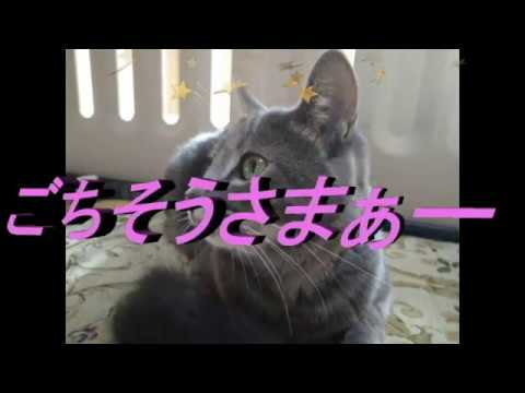 ASMR 　猫ちゃん達の♥お食事音　?可愛い動画付きです。Come with a cute video of our cats.　?お楽しみください!