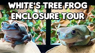 Most Chaotic Enclosure Tour Ever ft. My White's Tree Frogs