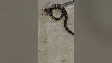 săn đem gặp Rắn Cạp Nia cực độc/snake,#rắn,#shorts