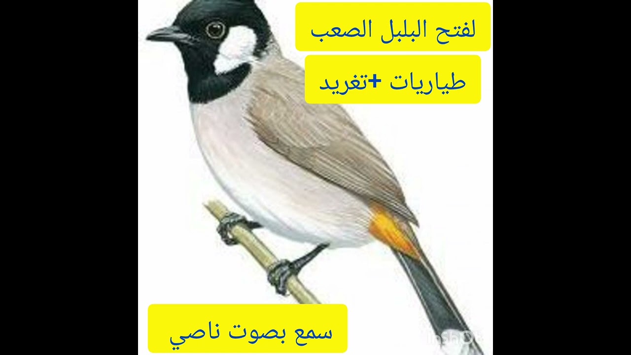 طياريات+تغريد لفتح البلبل الخام الصعب ارجو الأشتراك بالقناة ليصلك كل جديد