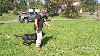 Dog Training with SaabiSil Retrievers