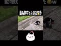 猫と散歩してたら野生動物が現れた😂 #shorts