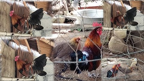 hnub no los tsom qaib dib rau peb tau saib ua ke nawb 2024