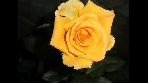 Idrees Al Hashemi Surat Ar Rum 20-26 / إدريس الهاشمي سورة الرّوم