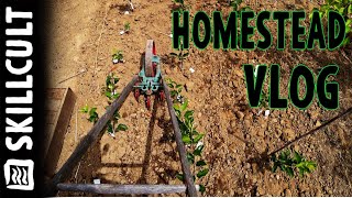 HOMESTEAD VLOG: Mid June, Garden Work, Trapping Gophers, New Apple Seedlings