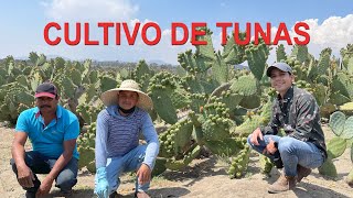 Huerta de TUNAS | Ya viene la cosecha con los productores de NOPAL TUNERO | Conoce sobre el campo