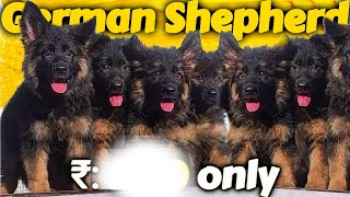 Urgent German shepherd puppies for sale| german shepherd puppies| by dogsbreedofficial 2024