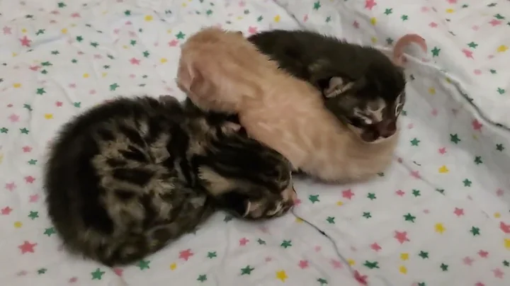 Watch the video about 💕Brand new bengal kittens for Zara! Meet Jasper (mink male), Jett (charcoal male) & Jax (brown male)