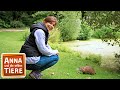 Nutrias in der Nachbarschaft | Reportage für Kinder | Anna und die wilden Tiere