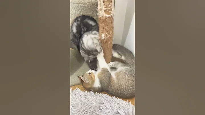 Video 5202861: cat kitten cutecat pets, adorablecats animals straycats cutecat, cat kitten cute pets, cats cute kittens playing, cat kitten cute funny