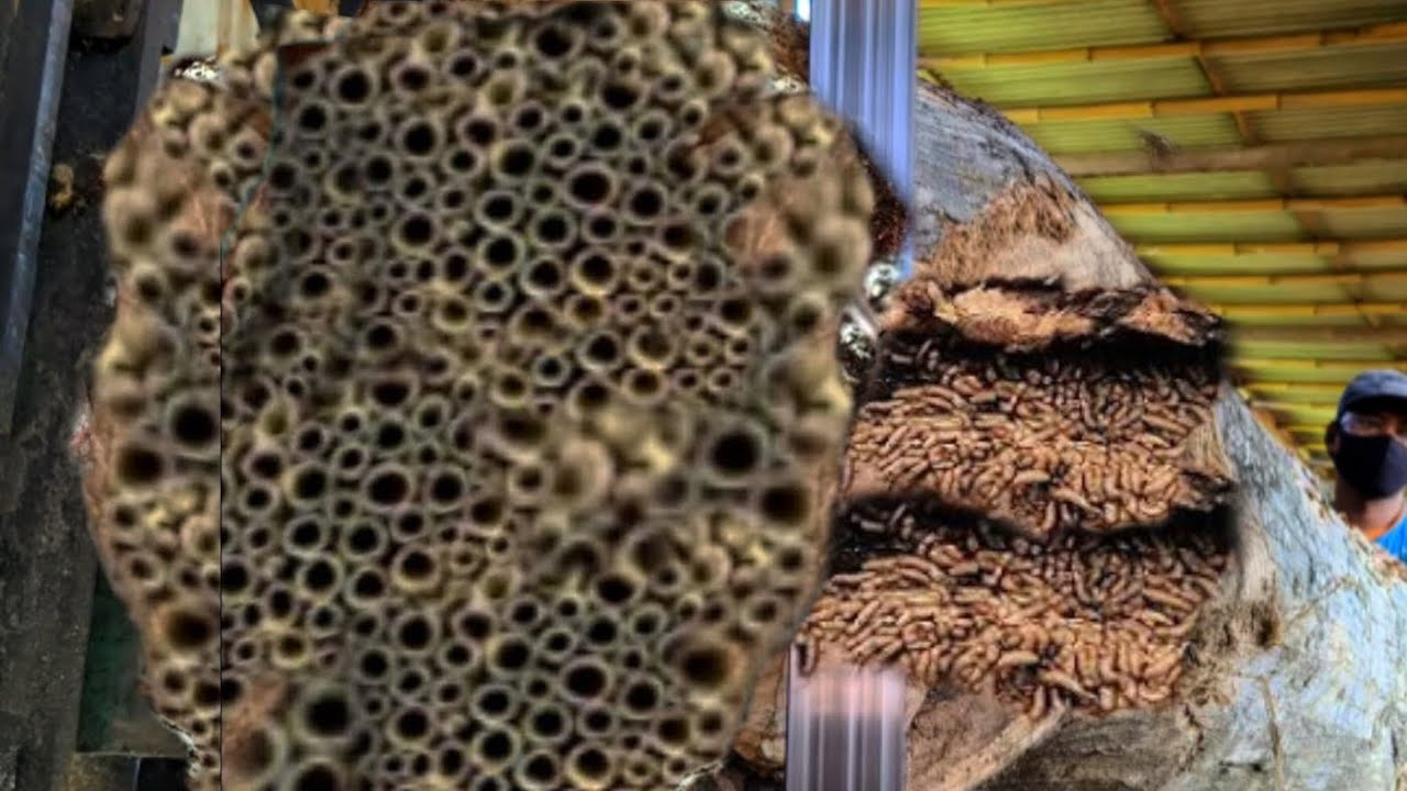 More dangerous and deadly!! Appearance of large Australian log sawn at Sawmill