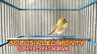 Download Lagu PLECI MONTY NGRIWIK UNTUK TERAPI MONTY OMBYOKAN SUPAYA CEPAT NGRIWIK‼️ MP3