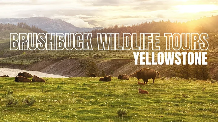 BrushBuck Wildlife Tour - Yellowstone