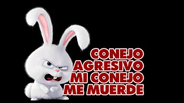 ¿Duele la mordedura de un conejo?