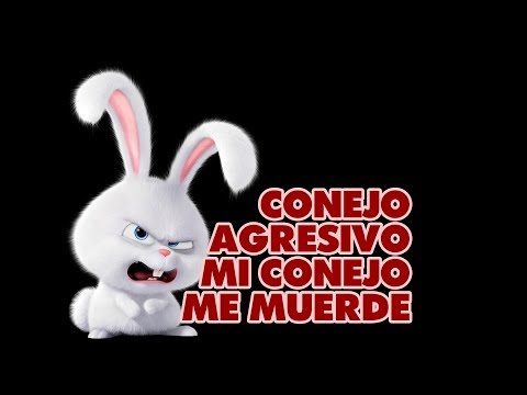 CONEJO AGRESIVO 😡 Mi Conejo Me Muerde