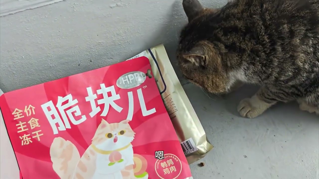 小猫出去混社会，纹了大花臂，回家性情大变#猫咪 #记录我的农村生活