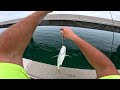 Incredible shore fishing florida keys