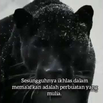 story wa macan kumbang