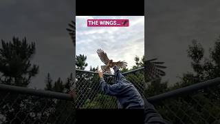 Those Wings…That Pattern… Incredible! 🦅 #wildlife #birdsofprey #floridausa #slowmotion Those Wings…That Pattern… Incredible! 🦅 #wildlife #birdsofprey #floridausa #slowmotion