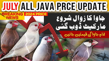 All Java Price July 2024 | java sparrow latest price Update | Silver java | white java | fawn java