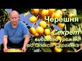 Черешня. Секрет високого урожаю.