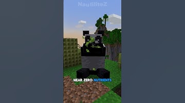 PANDAS Eat CAKES In Minecraft?