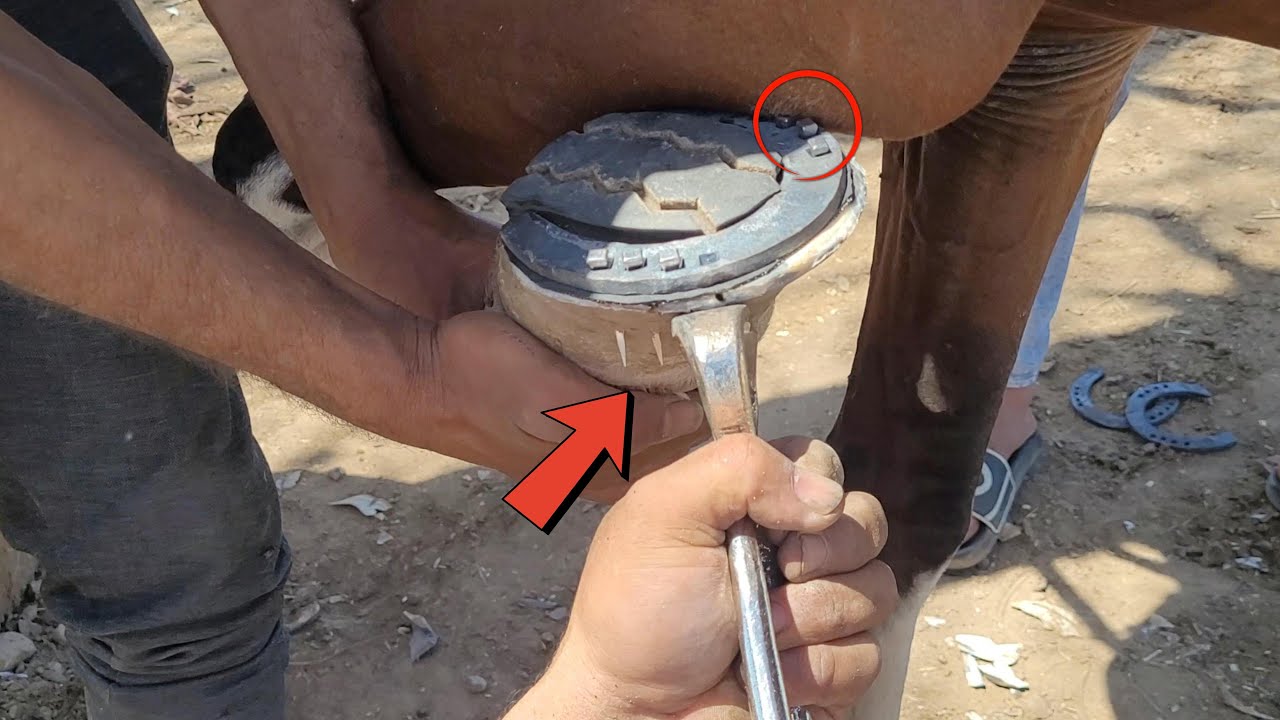 Precision Horseshoe Fitting with a Royal Crown Design 👑