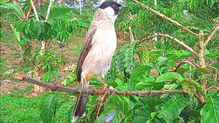 Suara Pikat Burung KUTILANG GACOR.... suara keras 100% full bahan ikutan teler