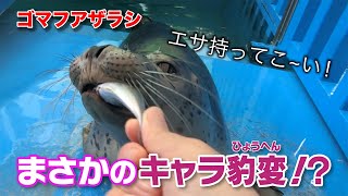 ゴマフアザラシの赤ちゃん エサを食べられるようになった途端にキャラ豹変！