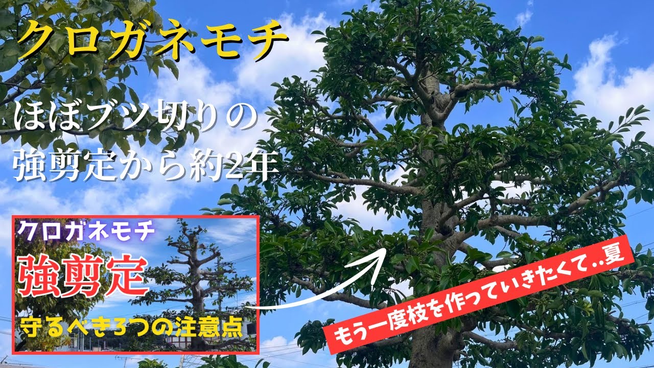 クロガネモチ の 剪定
