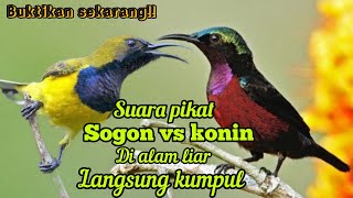 SUARA PIKAT KOMBINASI SOGON VS KONIN JERNIH DI ALAM LIAR AUTO KUMPUL