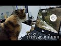 แมวด นกใน Youtube ค อแมวบ ญม วม ว แมวด นกใน Youtube ค อแมวบ ญม วม ว
