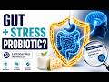 Lactobacillus helveticus — The Probiotic Behind Cheese, Stress Support, Sleep and the Gut–Brain Axis