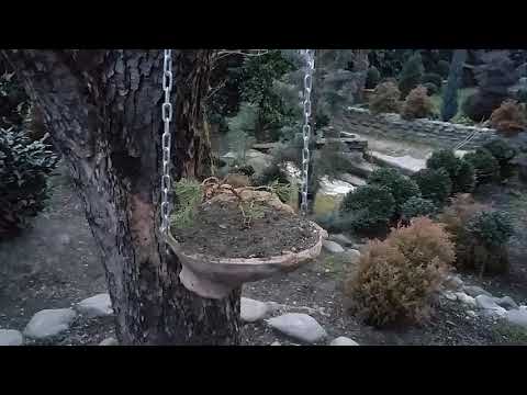 დეკორატიული ბაღი