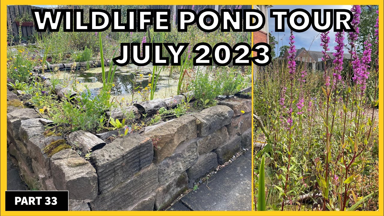 How To Build A Wildlife Pond Like This ? Here we show you our wildlife