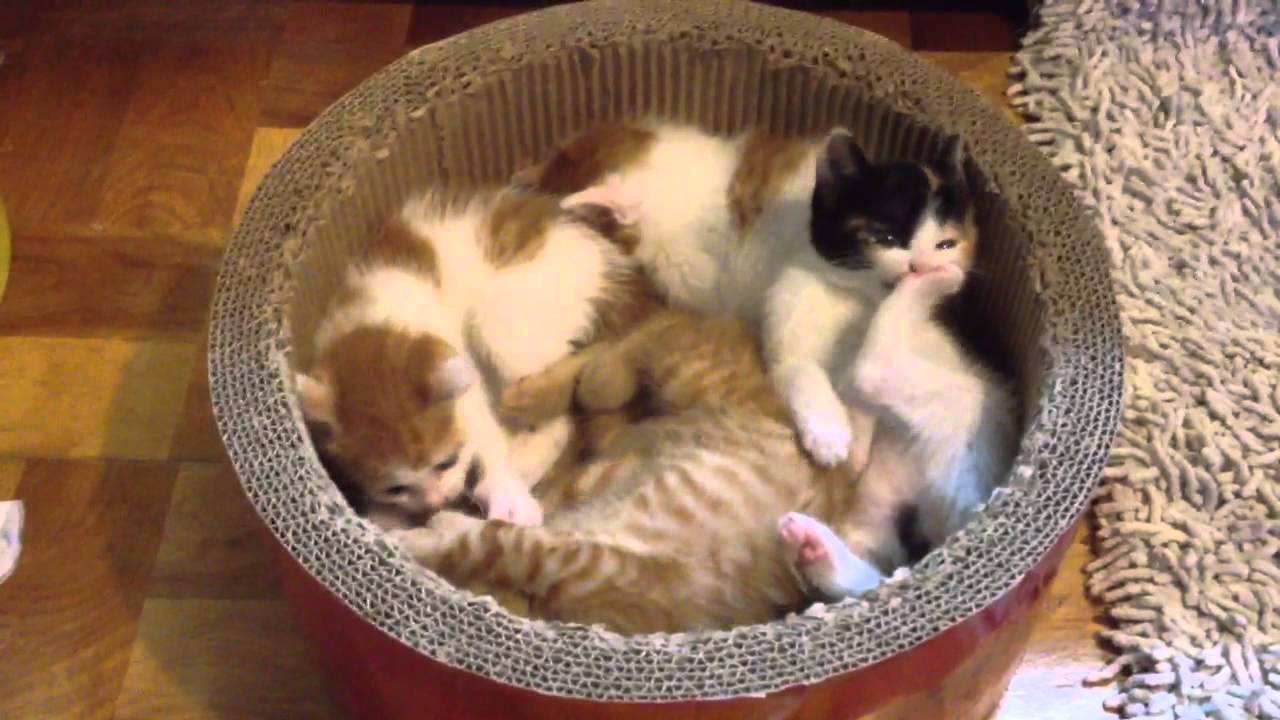 赤ちゃんねこ鍋 Nekonabe Kittens Youtube