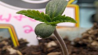 Mephmosa Day 21. Tent Changes Coming.