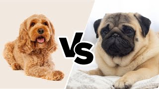 Cockapoo or Pug - You Decide! by All About Mixed Breed  64 views 1 month ago 2 minutes, 10 seconds