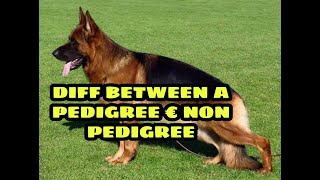 pedigree dog, pedigree price, American kennel club, The kennel club, [pedigree/non Pedi Difference]