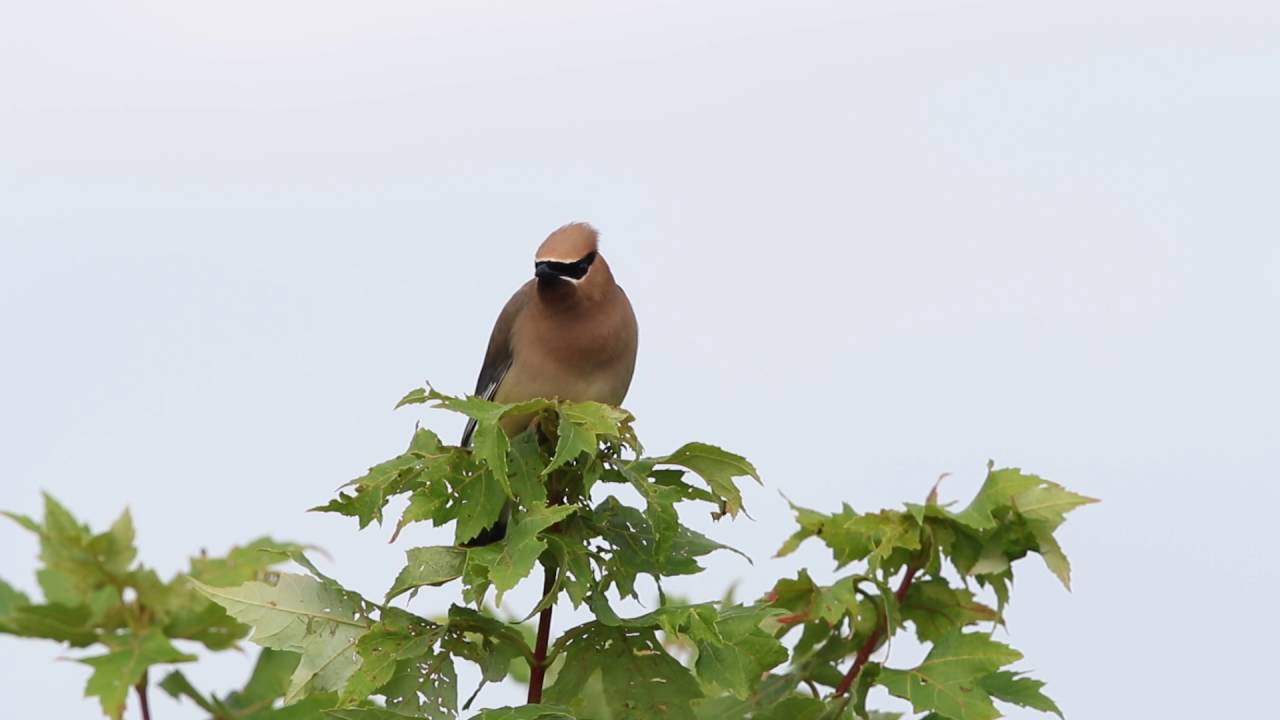 Cedar Waxwing