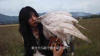 シロオオタカが有害捕獲したカラスを頂く シロオオタカが有害捕獲したカラスを頂く