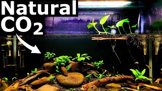 Natural CO2 in the Low Tech Planted Aquarium | Aquarium Science