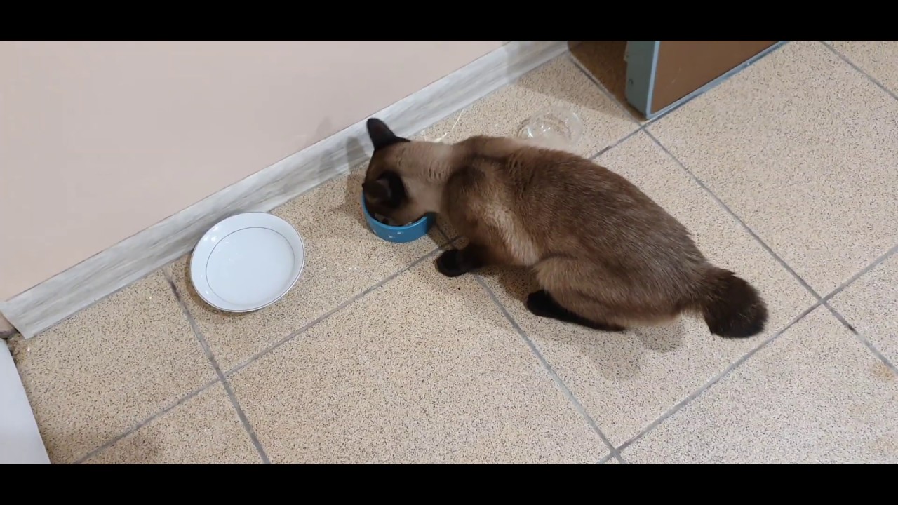 Котоблог дзен