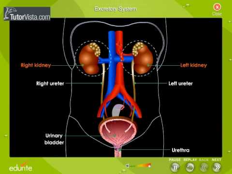 Excretory System