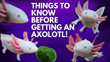 TOP THINGS TO KNOW BEFORE GETTING AN AXOLOTL